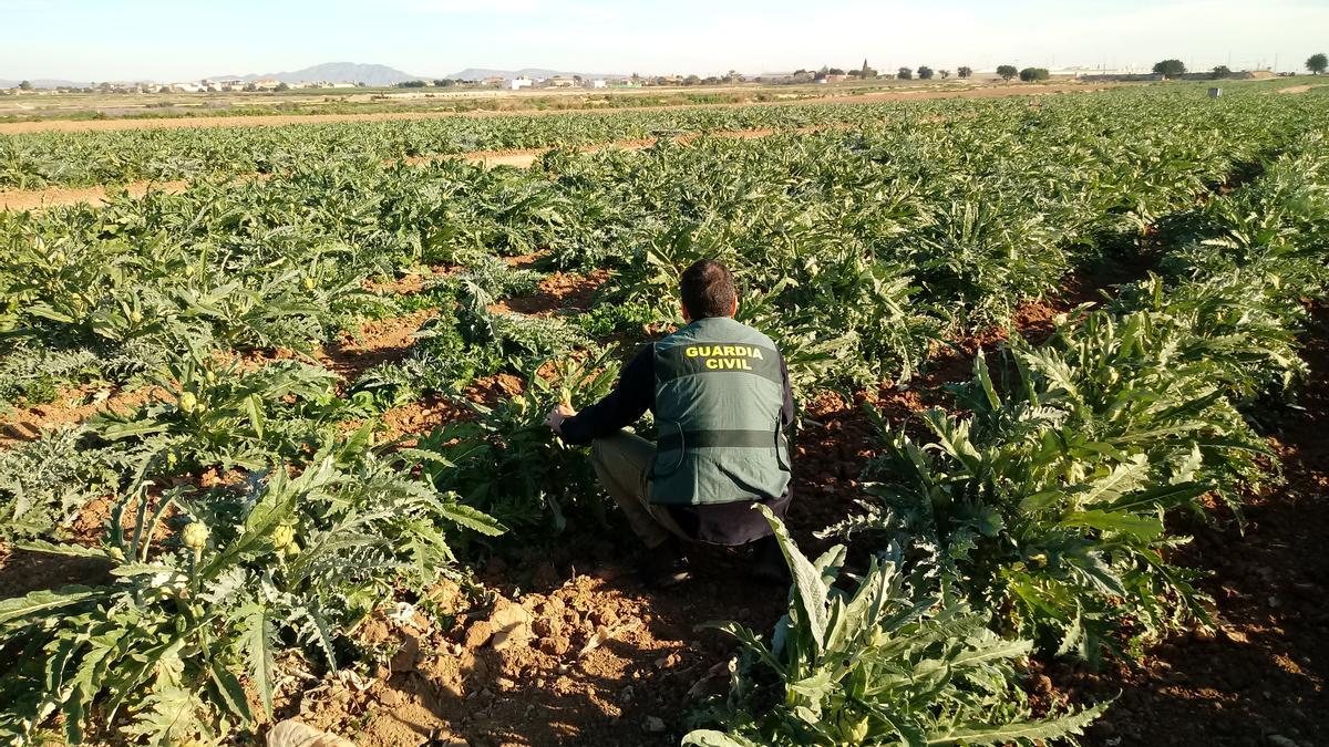 Un agente, en un cultivo de alcachofas en la comunidad murciana.