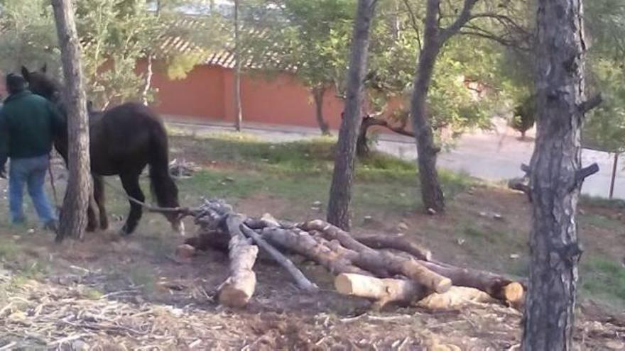 Faura usa caballos para combatir el tomicus sin dañar más el monte