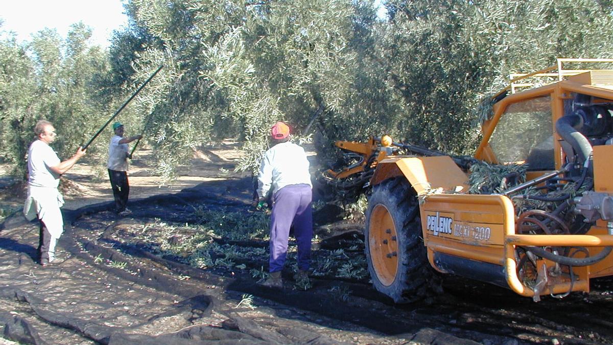 El rendimiento del olivar dedicado a la producción de aceite se ha visto afectado por un inicio de otoño especialmente cálido y seco.
