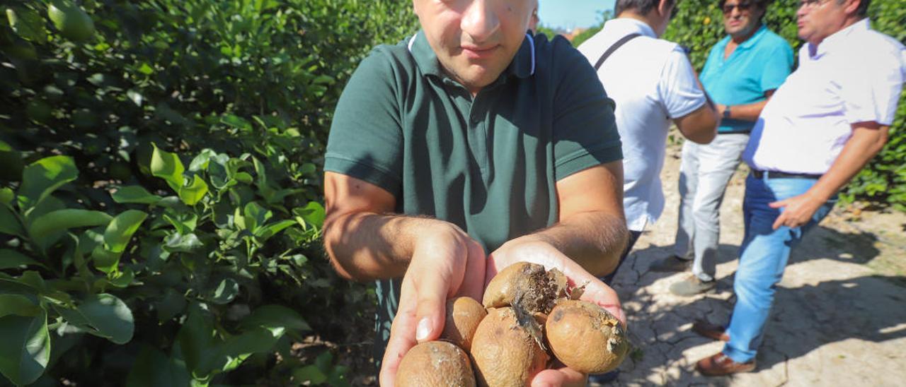 Manuel Marhuenda muestra los limones dañados en su finca de Benejúzar, donde ayer acudieron los peritos de Agroseguro y técnicos de Asaja.