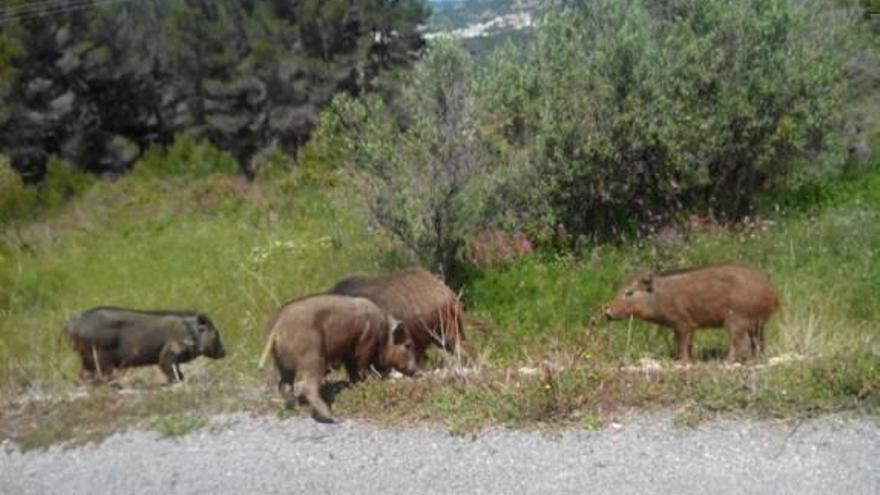 Una familia de madre jabalí e hijos «cerdolís».