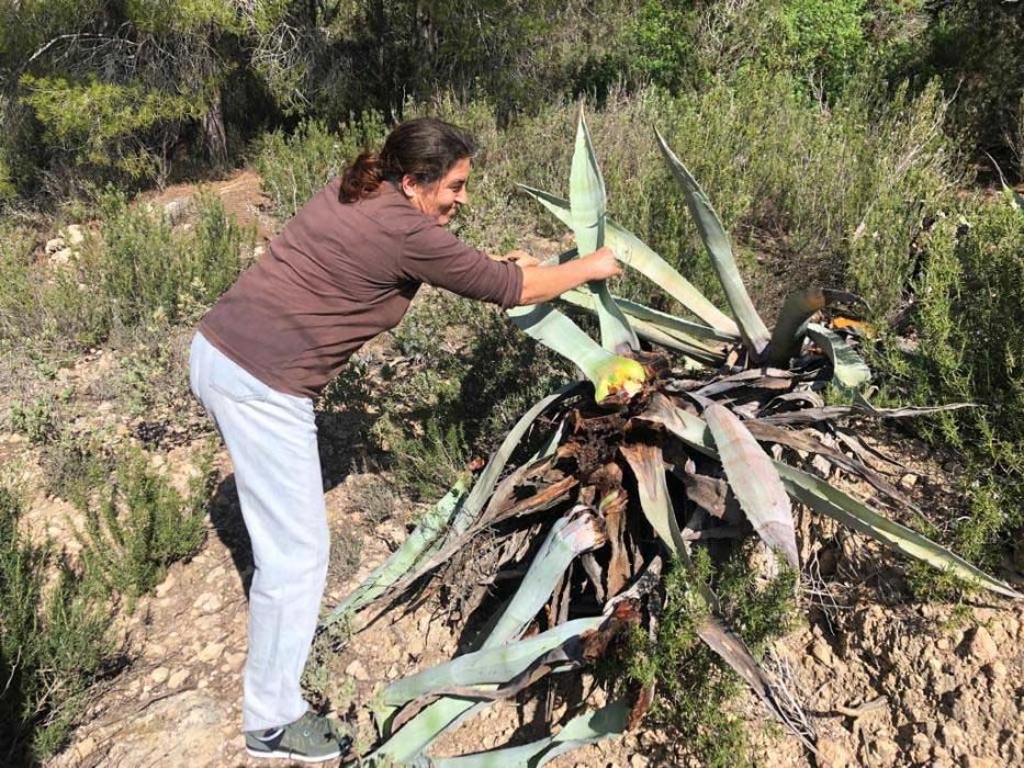 El picudo negro es un pariente del picudo rojo que ya ha causado estragos en Almería.