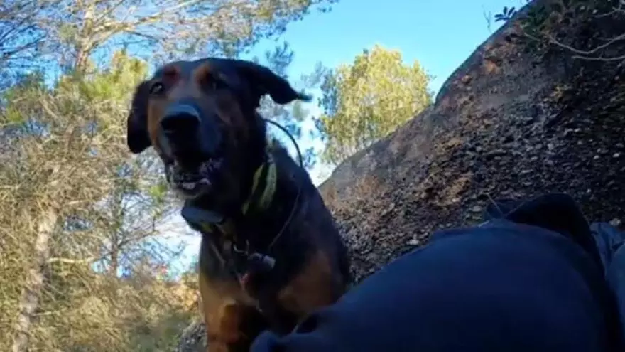 VÍDEO | Així et trobaria el grup caní dels Bombers si et perds i t'accidentes al bosc