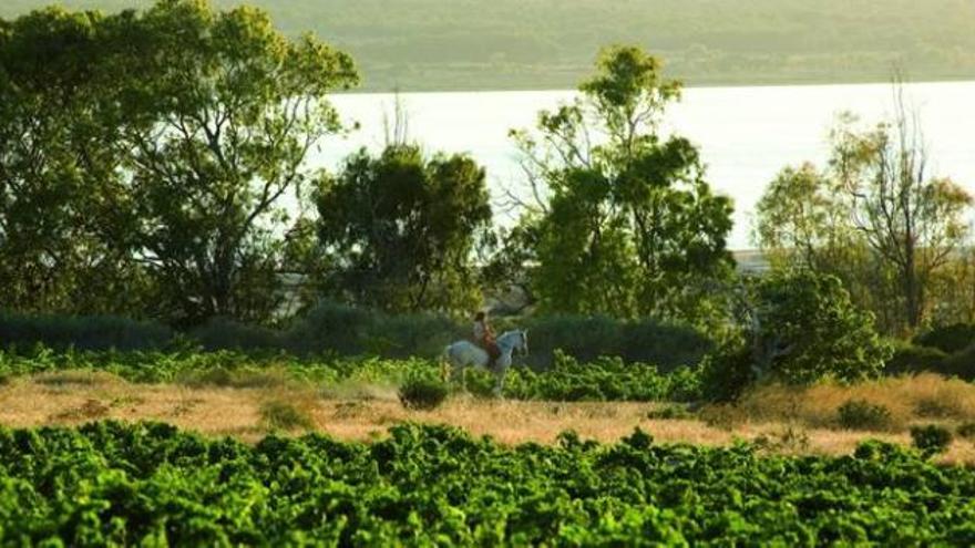 El Consell «liquida» al equipo técnico que mantenía el Parque Natural de las Lagunas