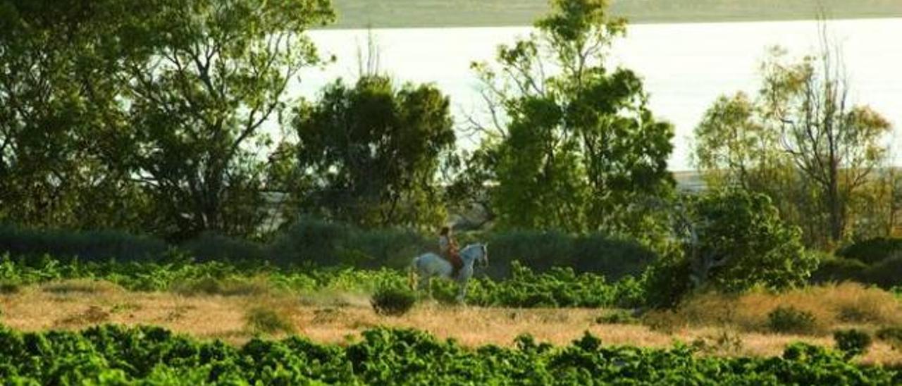 El Parque Natural de las Lagunas de Torrevieja y La Mata es uno de los más visitados de la Comunidad Valenciana.