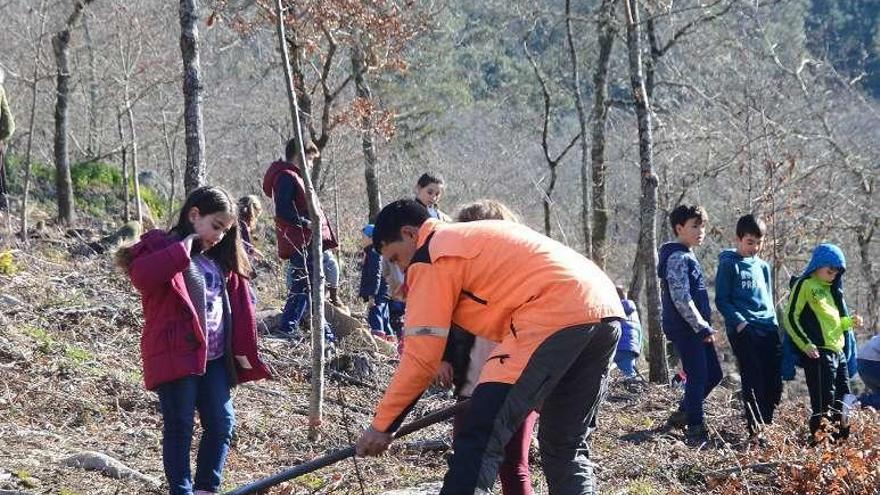 Una actividad con escolares para repoblar el monte. // G.Núñez