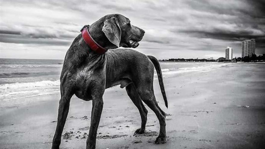 Los perros domesticados que se pelean tardan más en reconciliarse.