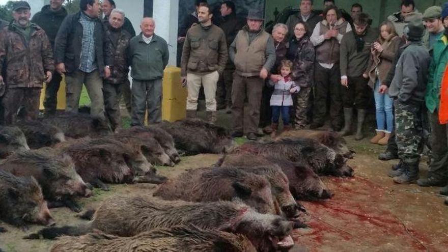 Un grupo de monteros posa con los jabalíes abatidos