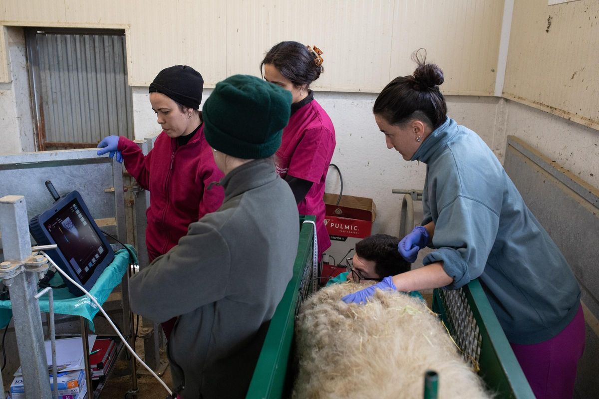 Estudiantes de Veterinaria en un proyecto de análisis de fertilidad