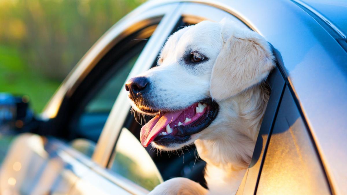 Los perros deben llevar sistemas de sujeción homologados