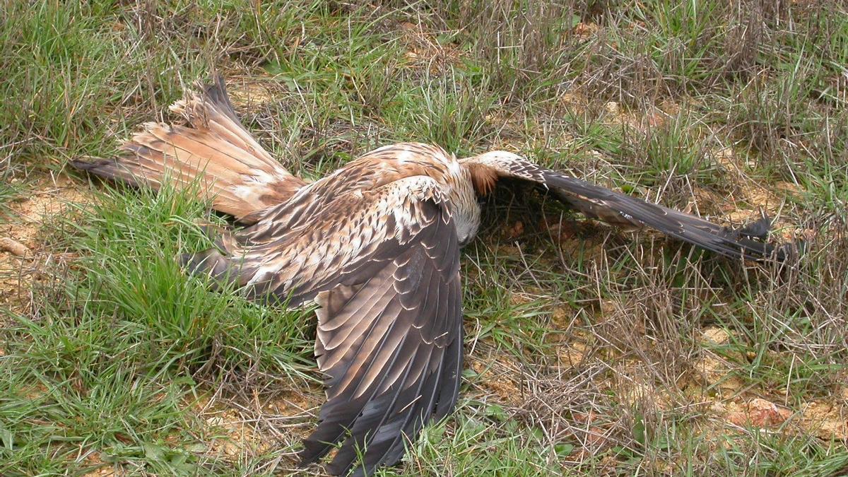 Fotografía de archivo de un Milano Real muerto en el campo.