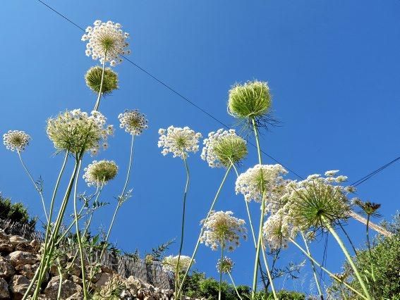 Sommerblumen