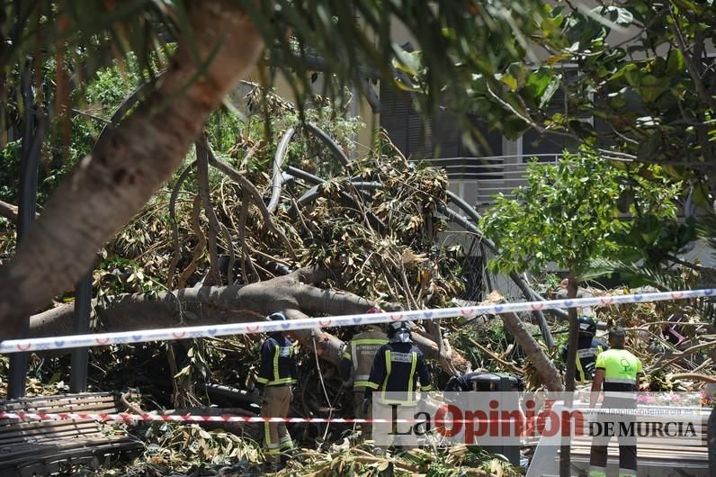 Cae parte del ficus de Santo Domingo en Murcia