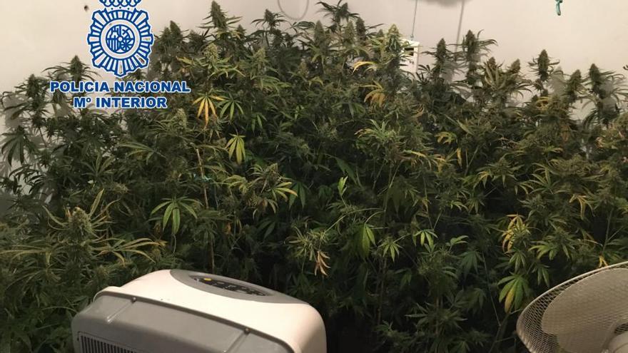 La Policía Nacional se incauta de más de 50 plantas de marihuana en Córdoba