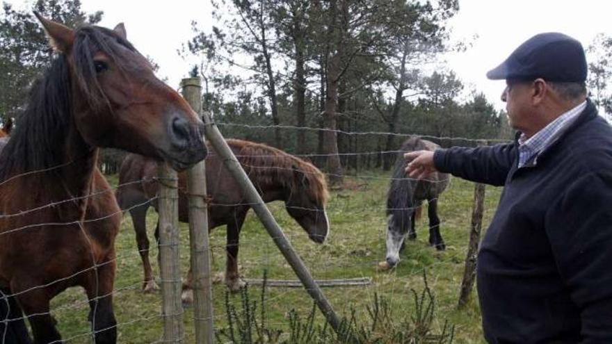 López Pampín espera que una veintena de yeguas paran esta primavera.  // Bernabé/Cris M.V.