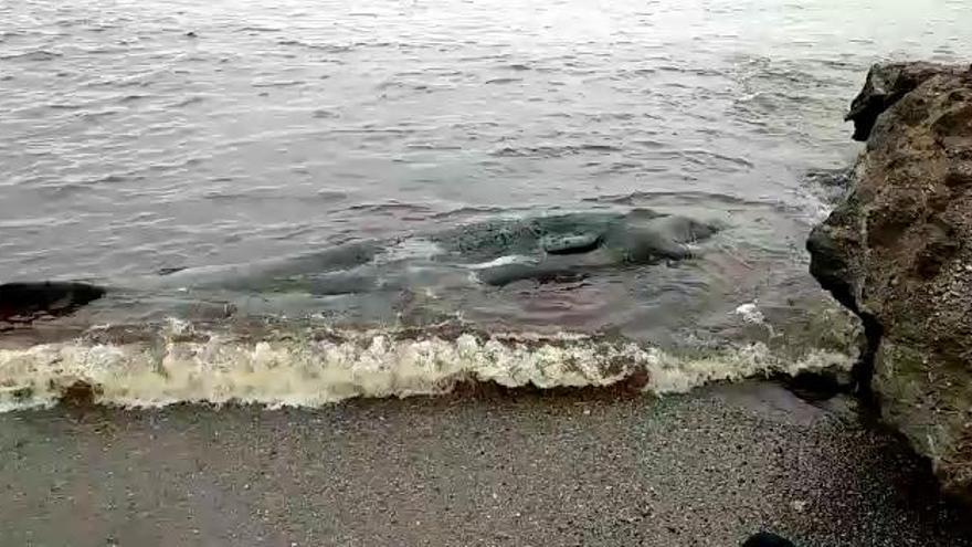 Aparece un cacahlote muerto en al Cala del Muerto de Cabo de Palos