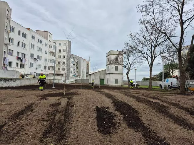 Los árboles llegan al parque del Observatorio: plantación de abedules