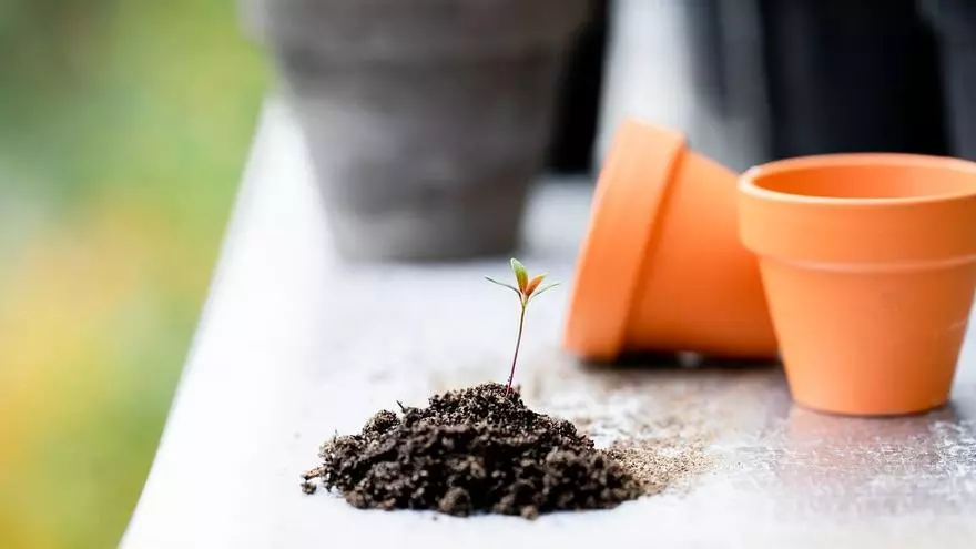 El inesperado motivo por el que la gente está poniendo sal en las plantas: los resultados son infalibles