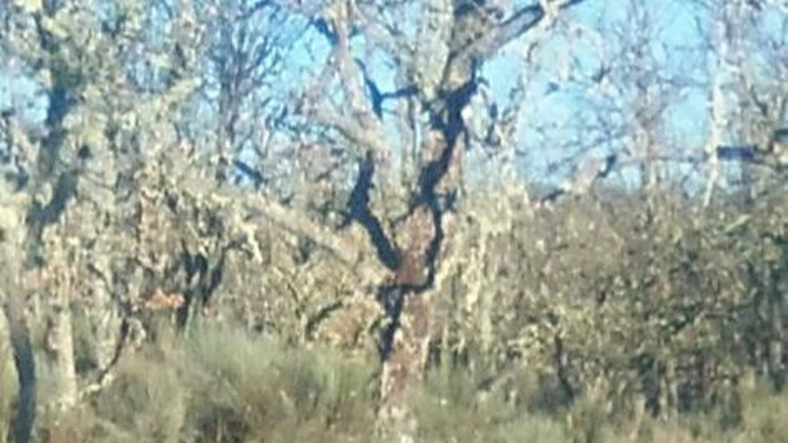 Un lobo en la comarca de Sanabria