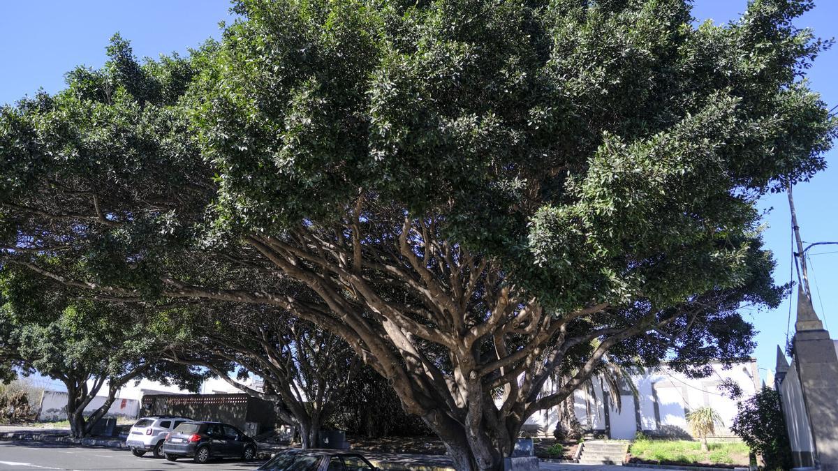 Los árboles más singulares de Ciudad Alta (Las Palmas de Gran Canaria)