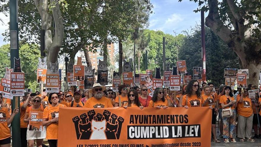 Murcia se moviliza por las colonias felinas