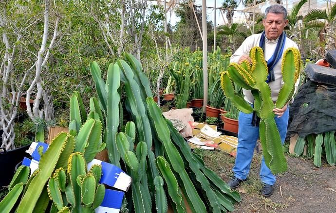 01/03/2019 MONTAÑA LOS VELEZ, AGÜIMES. Plantas para exportación de Viveros El Rosal. SANTI BLANCO