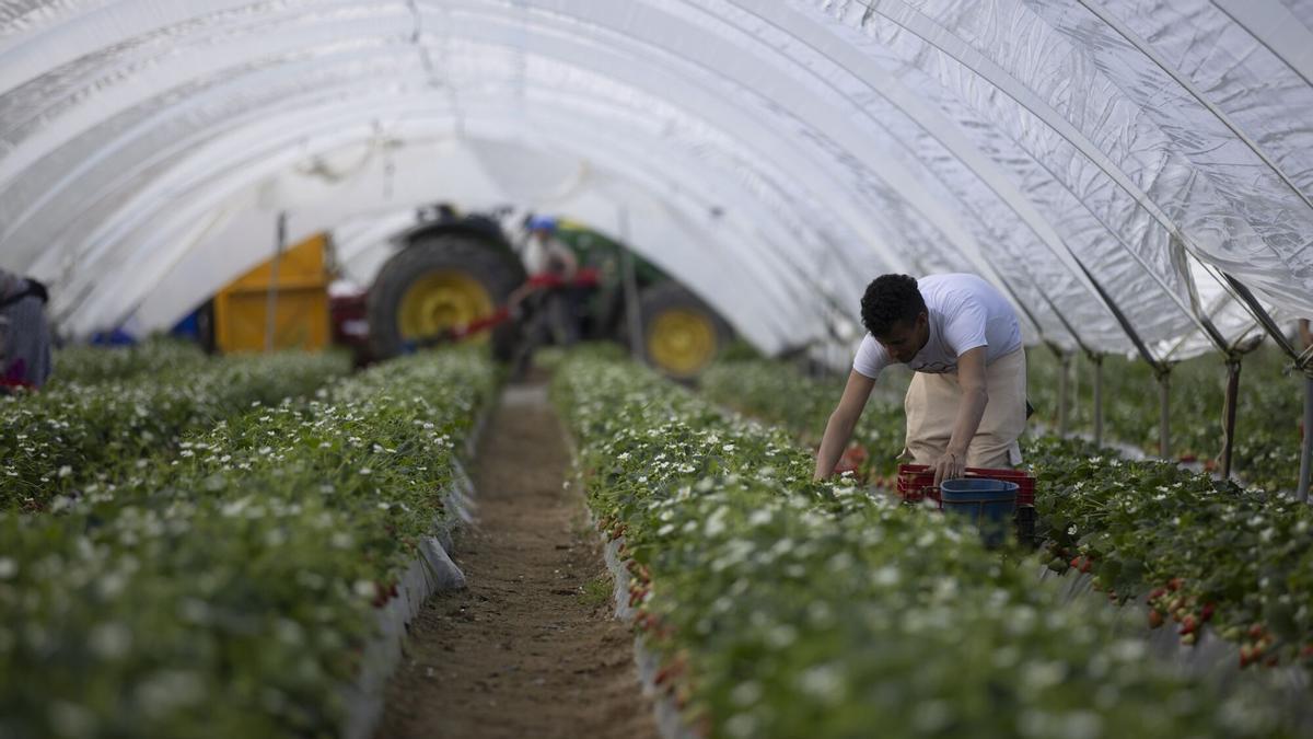 Explotación agrícola en Moguer dedicada al cultivo de la fresa.