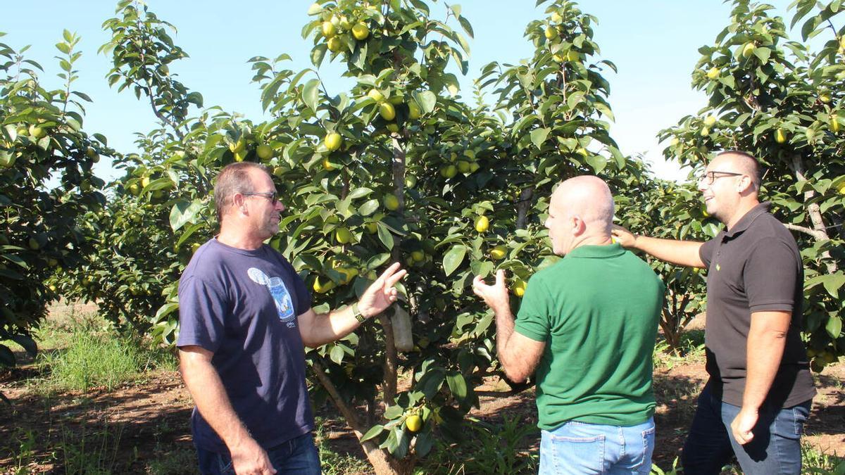 El secretario general de La Unió, Carles Peris, en un campo de caquis.