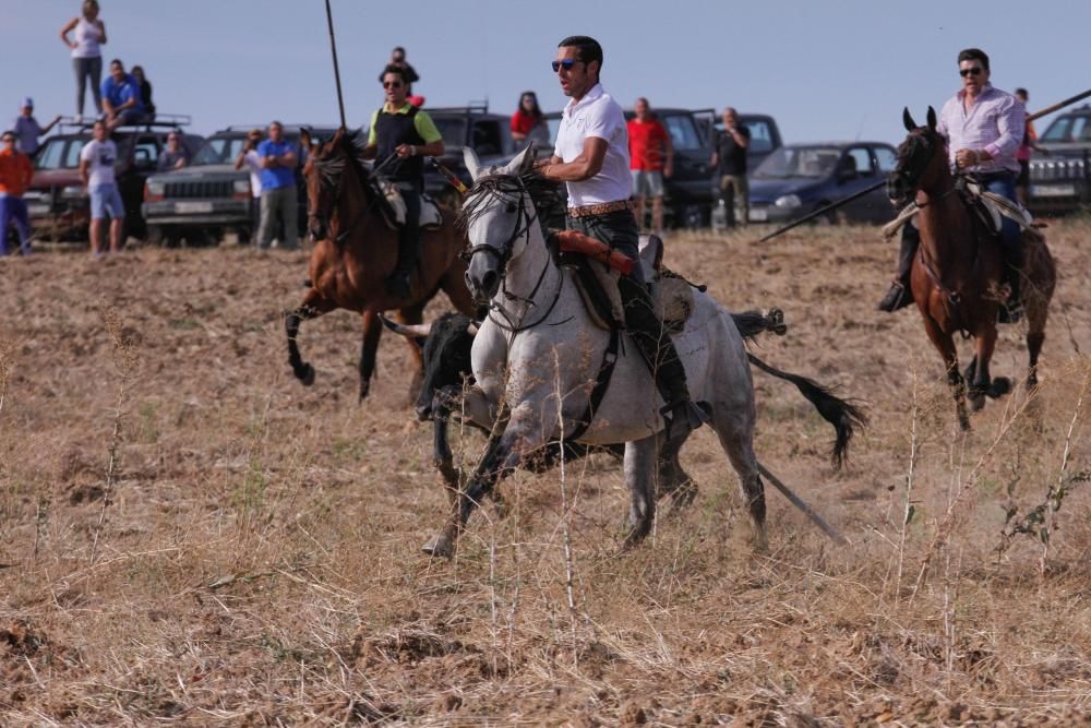 Encierro en Sanzoles (Zamora)