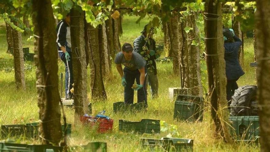 Poco a poco los viñedos se quedarán vacíos. La vendimia está prácticamente finalizada en Rías Baixas. // Noé Parga