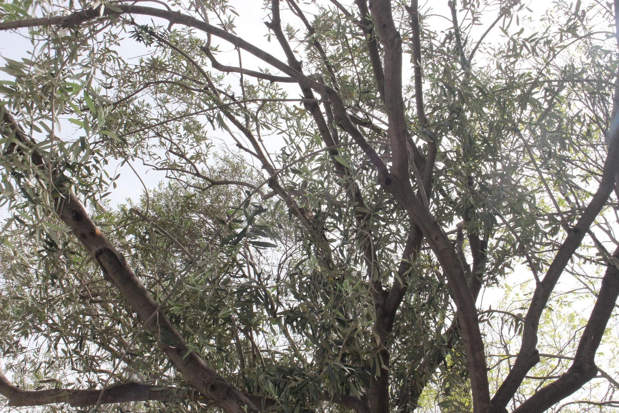 Los desbordados olivos de Castellar-Oliveral