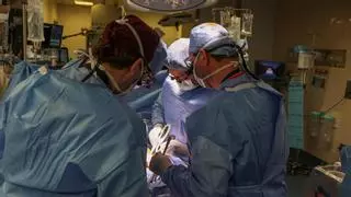 Fallece el paciente que recibió el primer trasplante de riñón de cerdo genéticamente modificado