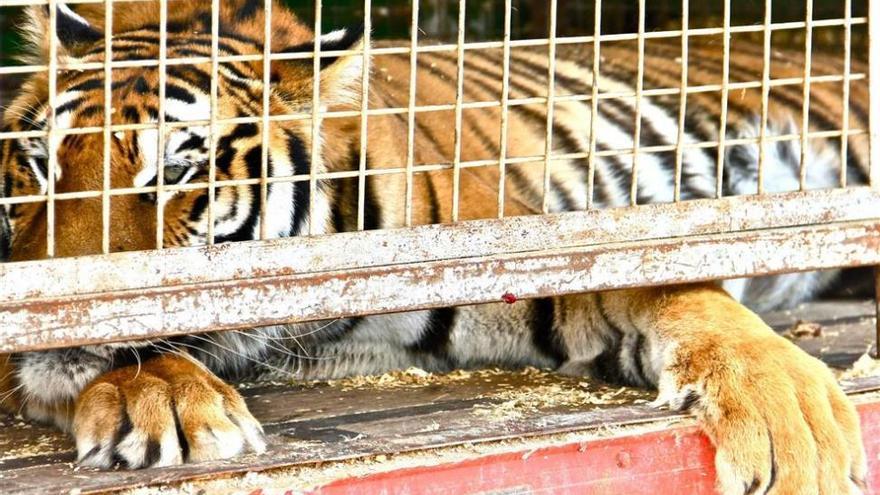 Un juez anula la prohibición de los circos con animales en Priego y permite que se instale uno