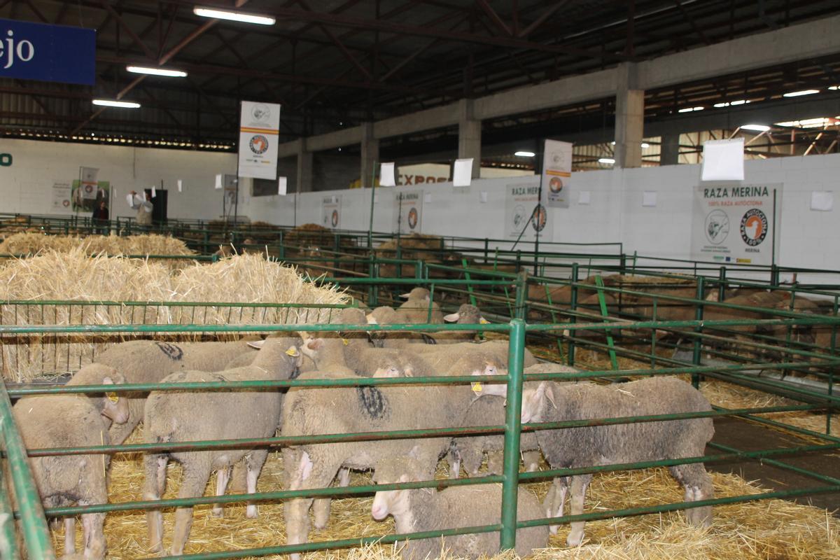 Lotes de hembras merinas en la nave de ovinos de la Agroganadera de Trujillo.