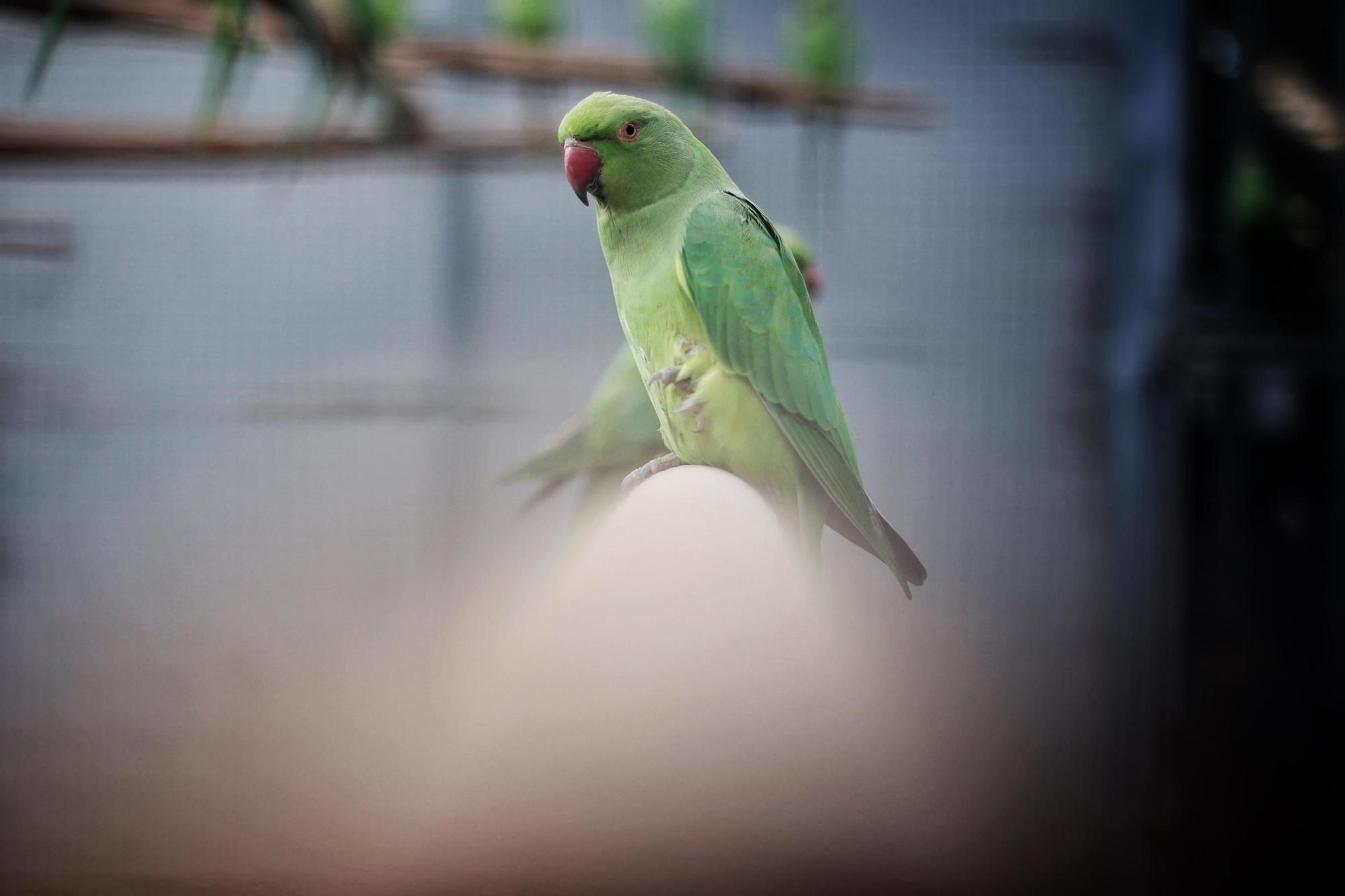 Centro de Fauna Exótica de Santa Cruz