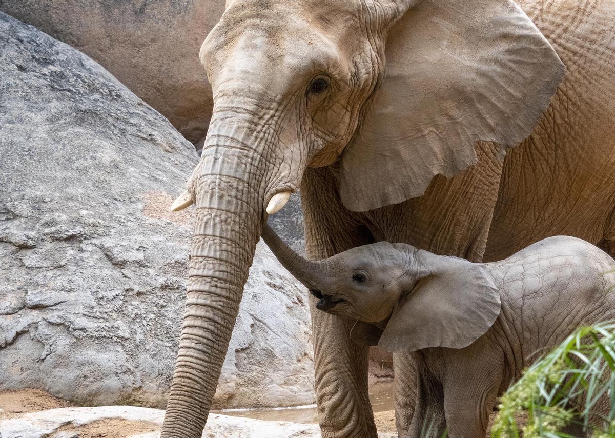 Makena y su madre son ejemplars de elefante africano, una especie en peligro de extinción.