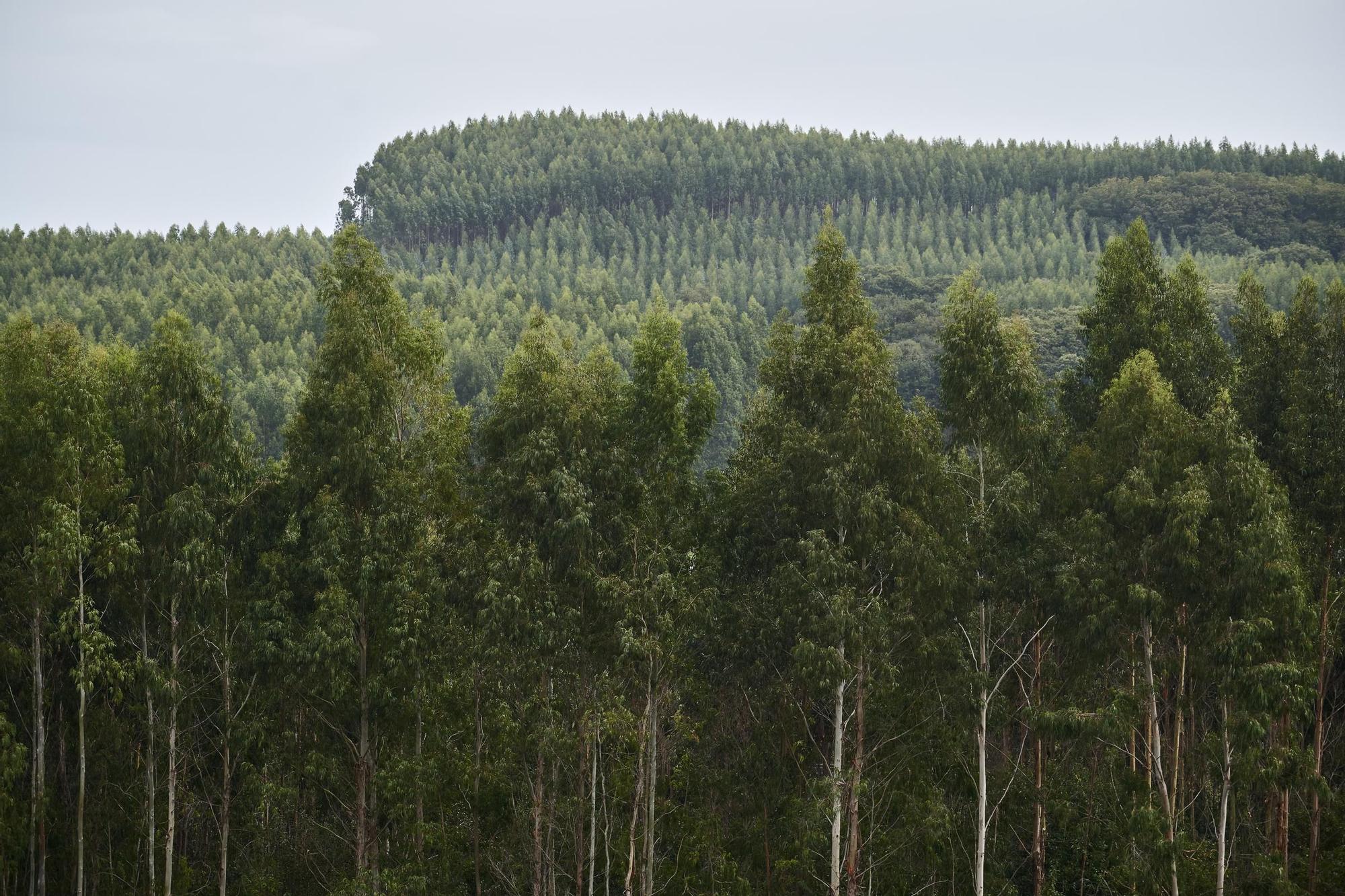 Un monte asturiano