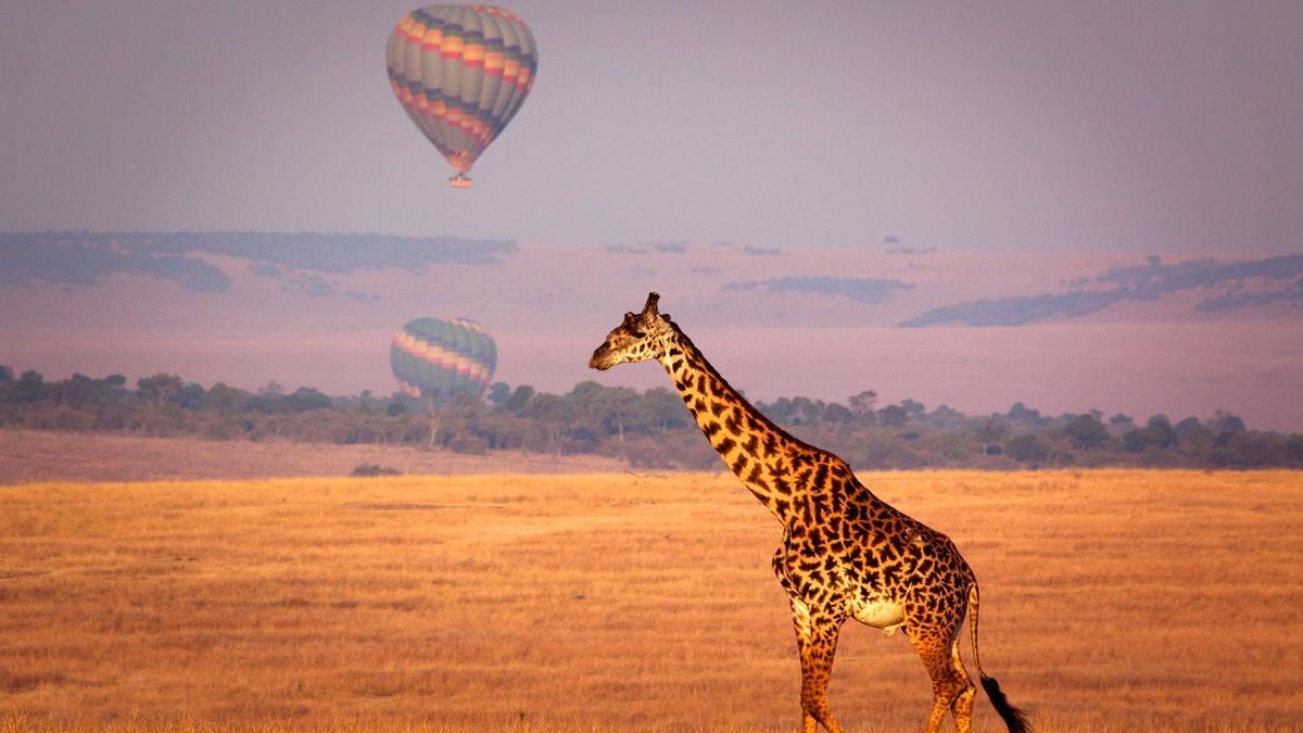 Giraffe and balloon