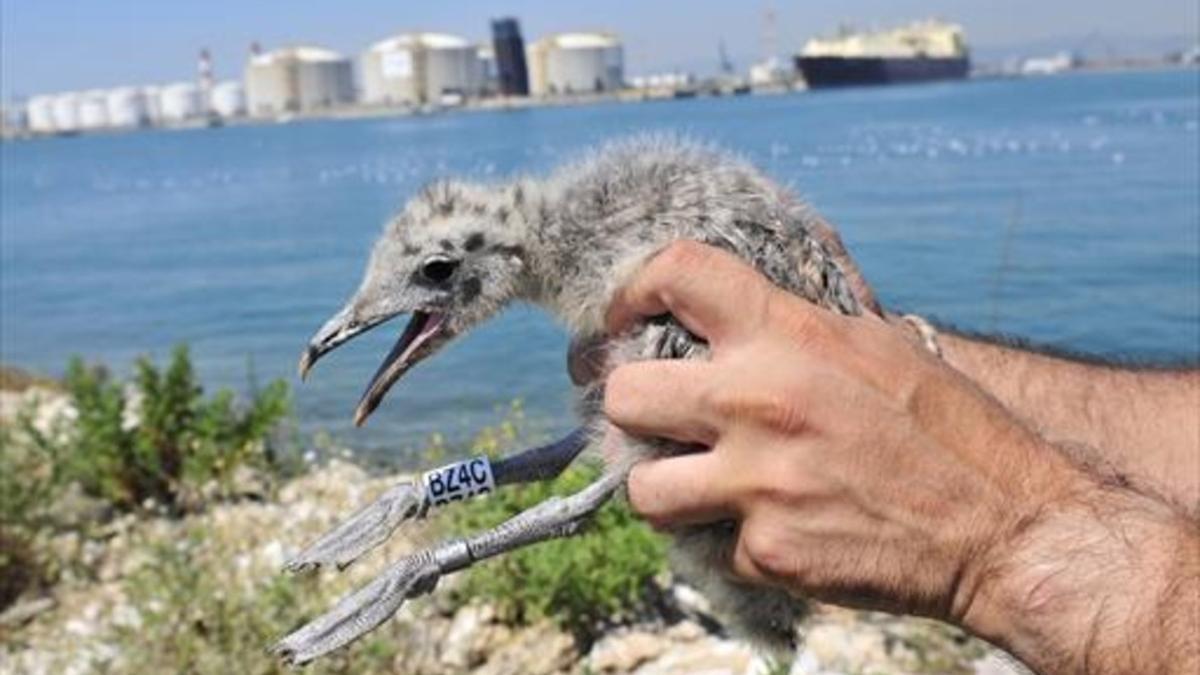 Polluelo de gaviota de Audouin, especie amenazada que anida en el puerto de Barcelona.