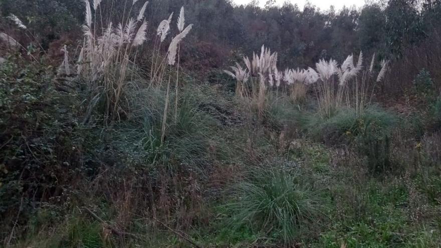Reabierto el procedimiento de evaluación ambiental del vertedero de tierras limpias de Veranes