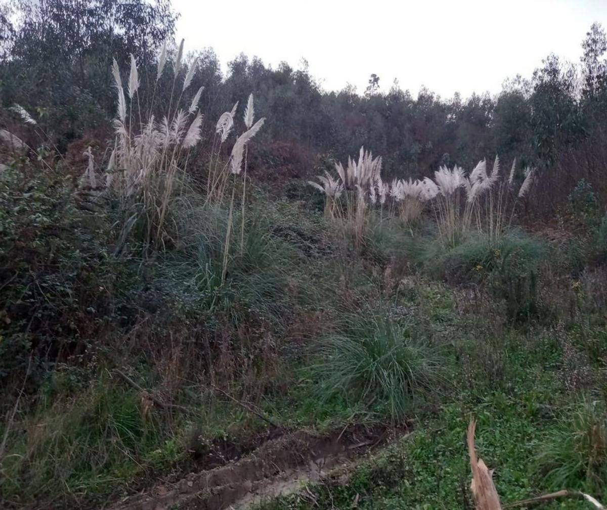 Plumero de la Pampa en el vertedero de Veranes. | Coordinadora Ecoloxista