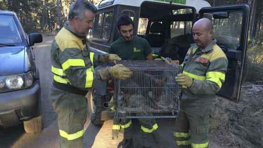 Los agentes medioambientales meten al lobezno en una jaula mullida para su traslado a Robledo.