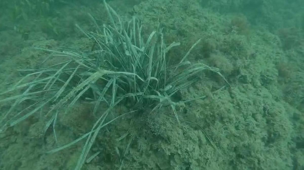 La posidonia se ha localizado a un kilómetro de la playa del Brosquil, bajo una lámina de agua de entre seis y nueve metros.