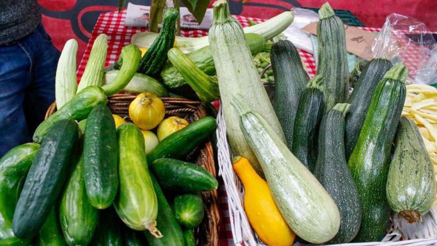 Pepinos y calabacines de distintos orígenes plantados en el huerto de Eduardo. 