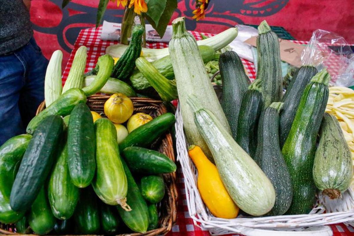 Pepinos y calabacines de distintos orígenes plantados en el huerto de Eduardo. | // IÑAKI ABELLA