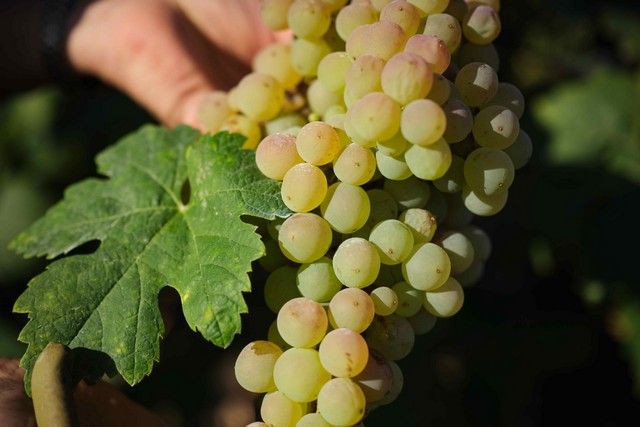 Vendimia en La Orotava, en los terrenos de bodega tajinaste