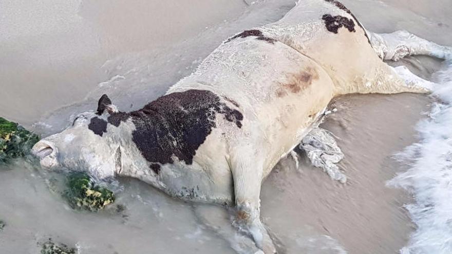 Die letzte der angeschwemmten Kühe wurde vor wenigen Tagen in Cala Domingos im Osten von Mallorca entdeckt.
