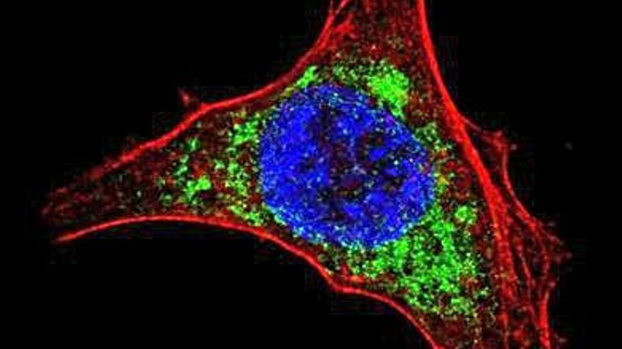 El virus de l&#039;hepatitis C.