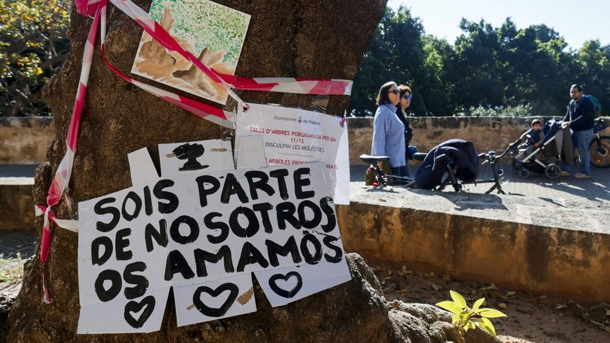 Vecinos de sa Calatrava se plantan contra la tala de los bellasombra de la plaza Llorenç Villalonga: "Es una decisión radical"