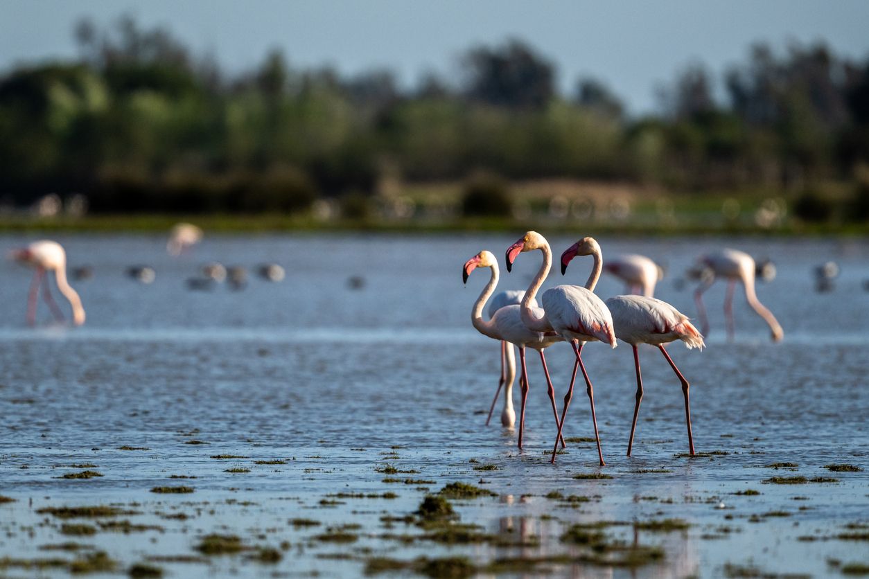 Flamencos en Doñana.